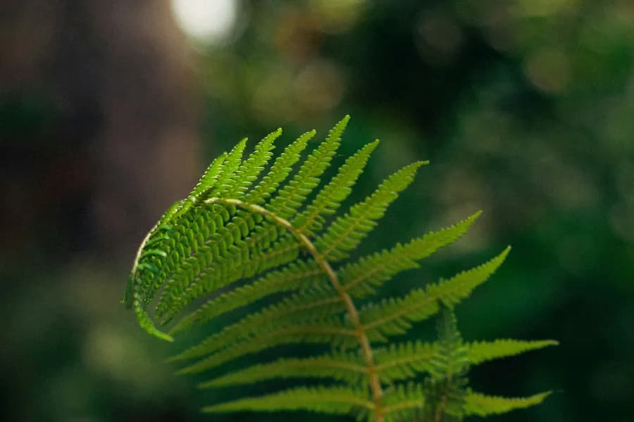 Mão segurando uma folha de samambaia à luz da floresta
