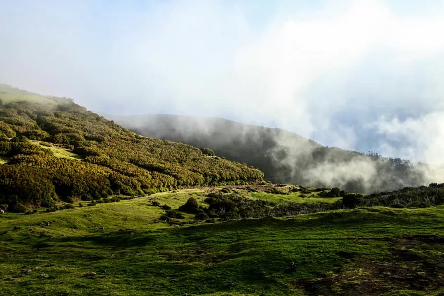 Encosta de mata coberta por neblina ao amanhecer